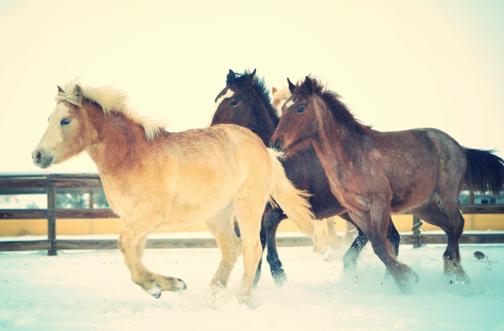 The Magic in Colorado Horse Rescue Denver Foundation